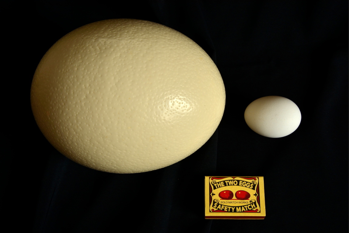 THE TWO EGGS