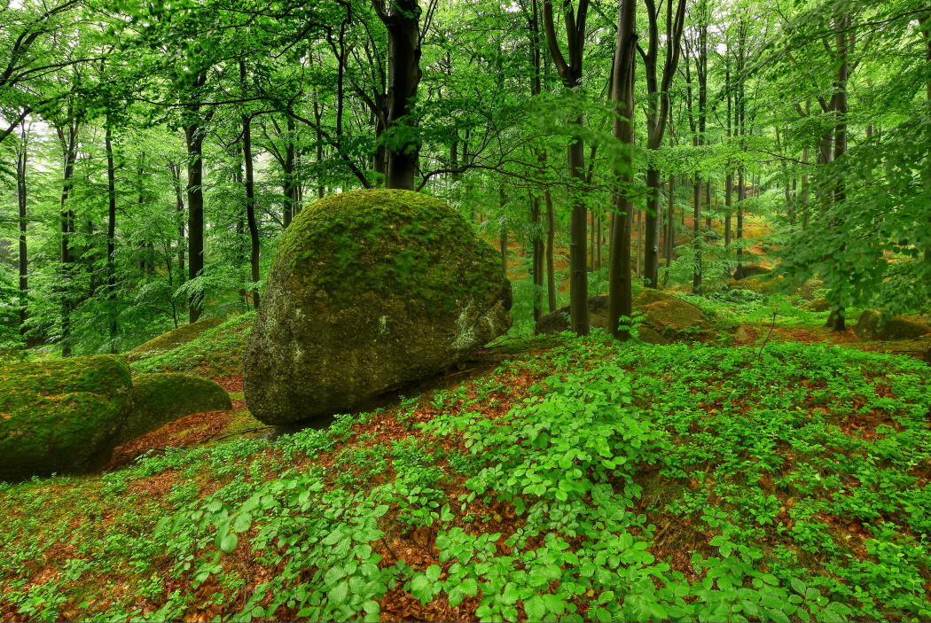 Zelený koberec jarních Jizerek